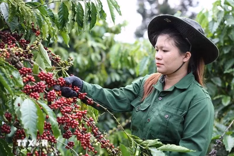 Le Vietnam a exporté 309 505 tonnes de café, pour un chiffre d'affaires d'environ 1,72 milliard de dollars au cours des deux premiers mois de l'année. Photo: VNA