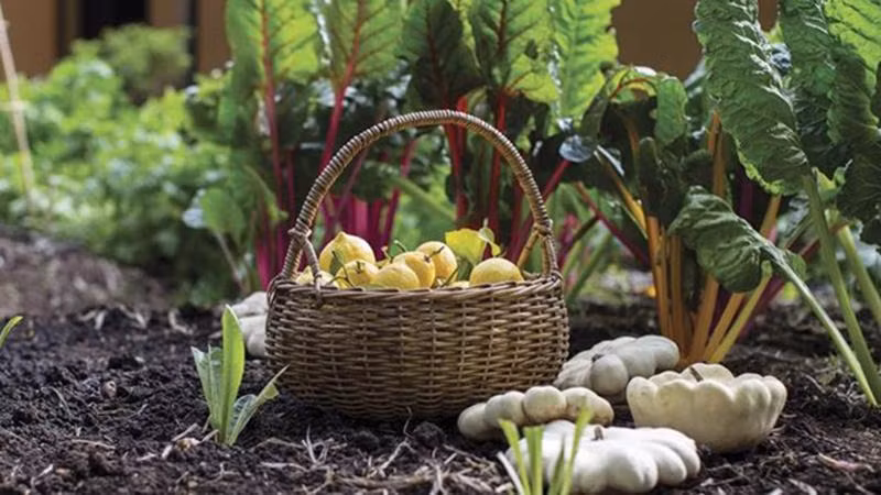 L'agriculture biologique est de plus en plus développée dans tout le pays. Photo vneconomy.vn