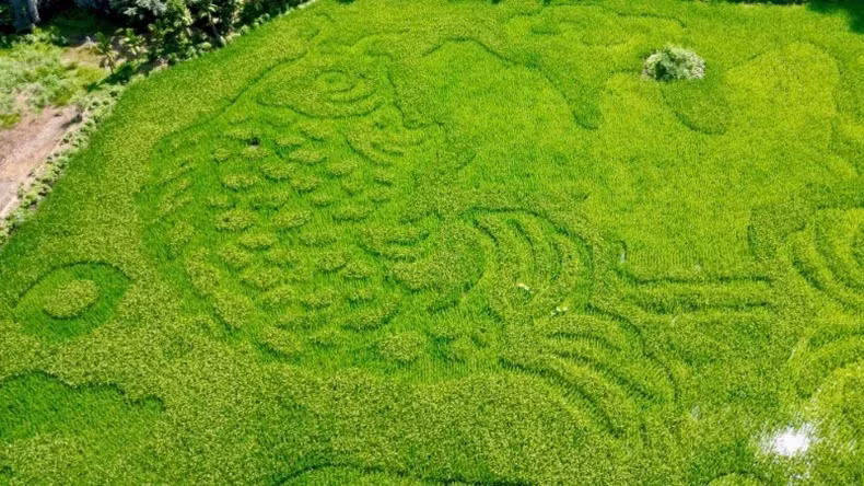 Une peinture créée à partir de plants de riz. Photo: nhandan.vn