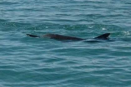 Un banc de plusieurs dizaines de dauphins près de la zone de Hon Dung, à environ 10 km de la côte de Nha Trang. Photo : lifestyle.znews.vn