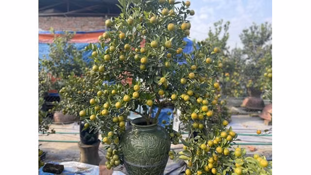 Ces pots de kumquat sont très attrayants pour les acheteurs. Photo : VOV