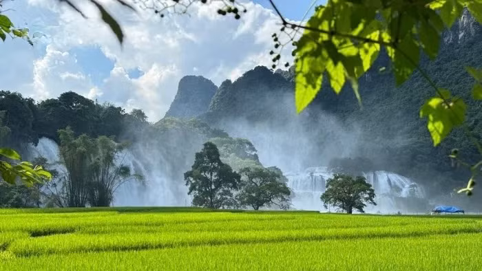 Les champs de riz verdoyants et les chutes de Ban Giôc, créent un paysage magnifique. Photo : VOV.