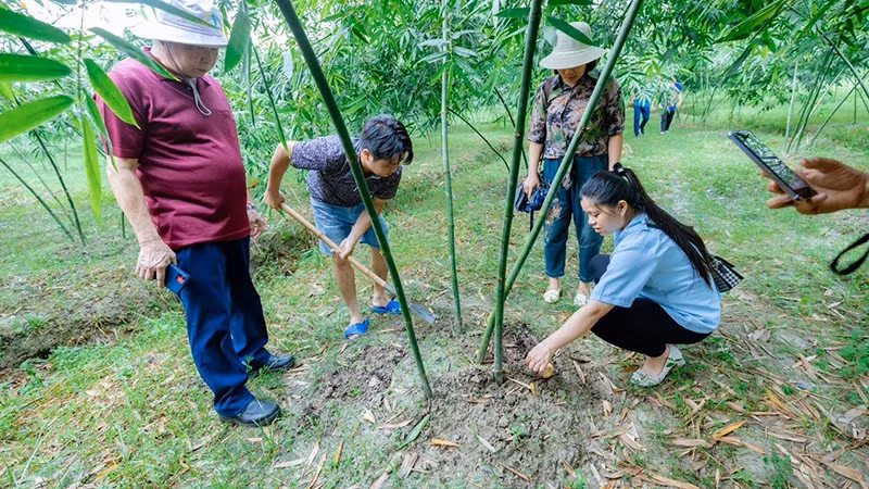 Modèle de culture de bambou pour de pousses de bambou selon des procédés de production propres dans le district de Tân Yên, province de Bac Giang (au Nord du Vietnam). Photo: nhandan.vn 