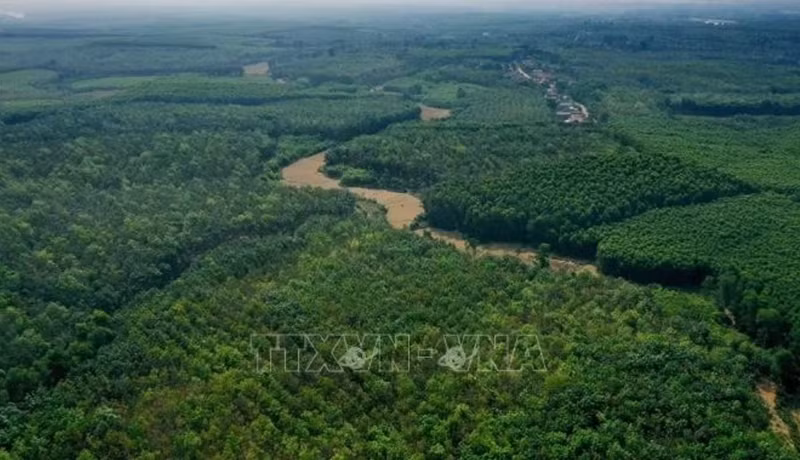 Superficie forestière du district de Gio Linh, province de Quang Tri. Photo d'illustration : VNA.