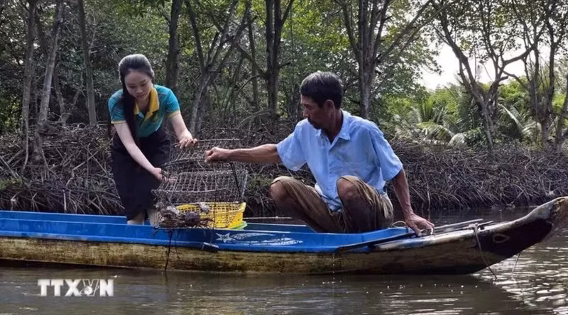 Une touriste fait l’expérience de la pose des casiers à crabes dans un élevage de crevettes dans le site touristique communautaire dans l’hameau de Côn Mui, commune de Dât Mui, district de Ngoc Hiên, province de Cà Mau. Photo : VNA.
