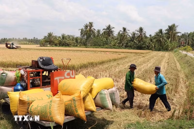 Récolte du riz dans la province de Tra Vinh. Photo: VNA