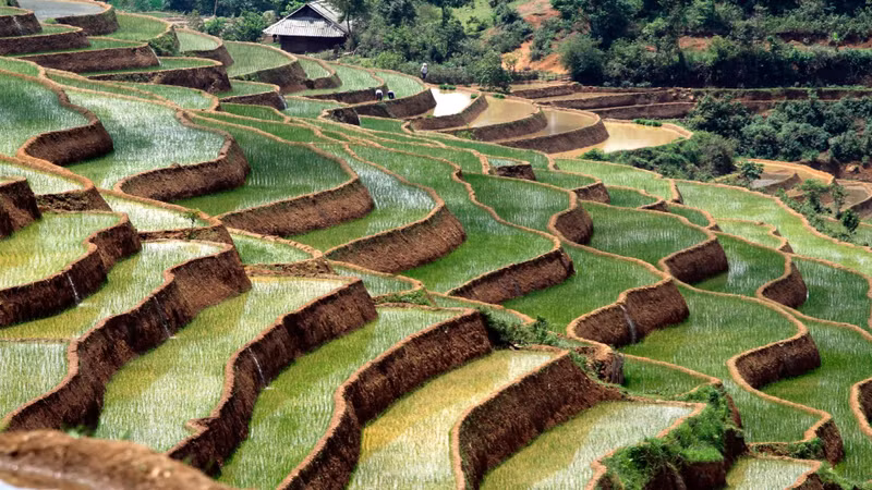 Les rizières en terrasses contribuent à créer le paysage paisible et rustique de la région montagneuse de Lai Châu. Photo : nhandan.vn