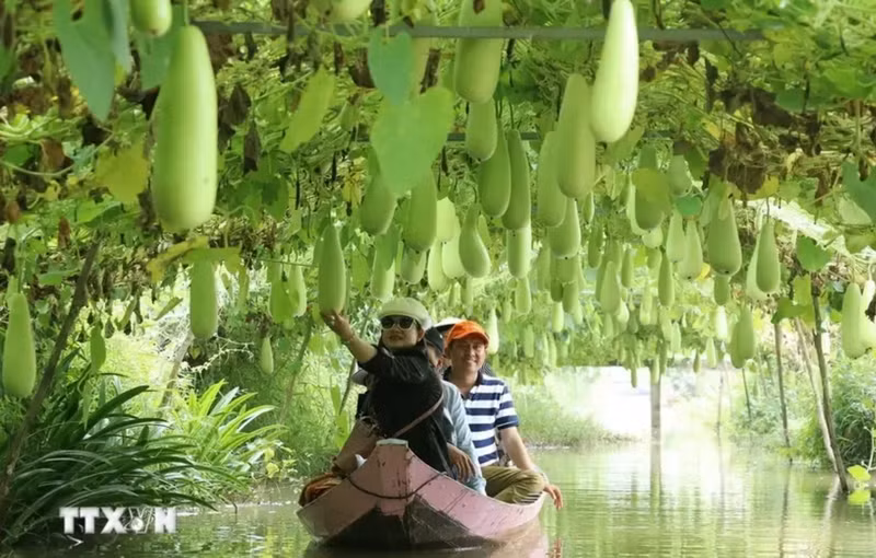 L'agrotourisme, englobant des activités liées à l’agriculture, aux agriculteurs et aux paysages ruraux, est un type de tourisme innovant offrant des expériences immersives, divertissantes et éducatives, de plus en plus prisé. Photo : VNA.
