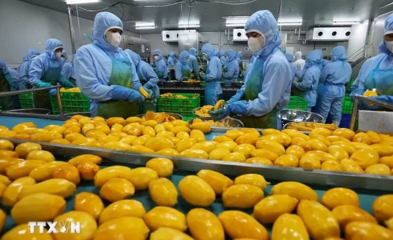 Le Vietnam vise 8 milliards de dollars de valeur d'exportation de fruits et légumes en 2025. Photo: VNA