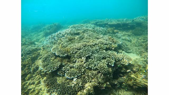 Les coraux dans la baie de Nha Trang. Photo : VOV.