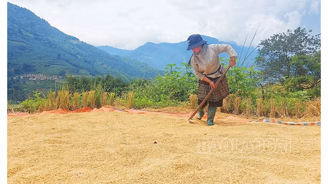 Certaines familles font sécher le riz directement sous leur cabane, puis le transportent chez elles. Photo : baolaocai.vn Certaines familles font sécher le riz directement sous leur cabane, puis le transportent chez elles. Photo : baolaocai.vn
