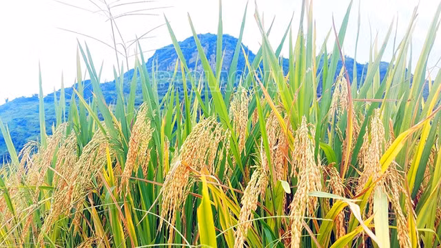 Cette année, le temps est favorable, le paddy de la vallée de Thê Pa est gros et plein de graines. Photo : baolaocai.vn Cette année, le temps est favorable, le paddy de la vallée de Thê Pa est gros et plein de graines. Photo : baolaocai.vn