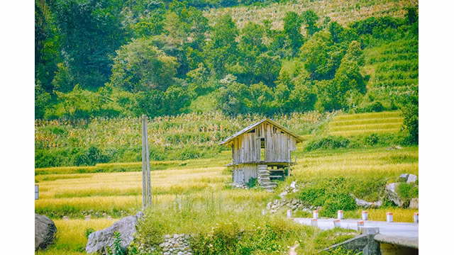 La beauté de la saison du riz mûr à Nâm Cang à Sa Pa. Photo : NGOCLAM