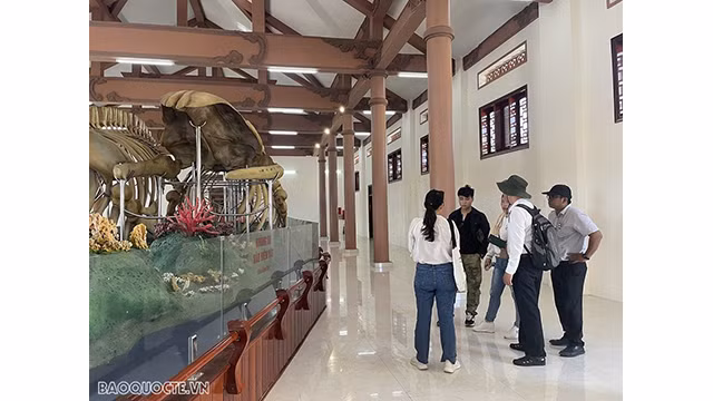 Vue panoramique du squelette du Seigneur Baleine dans la maison d’exposition. Photo : baoquocte.vn