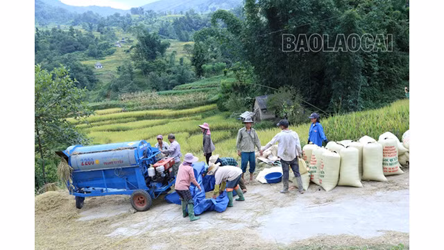 Le battage du riz dans la vallée de Thê Pa est désormais moins dur grâce aux batteuses. Auparavant, les gens battaient le riz manuellement à l’aide de tonneaux en bois. Photo : baolaocai.vn Le battage du riz dans la vallée de Thê Pa est désormais moins dur grâce aux batteuses. Auparavant, les gens battaient le riz manuellement à l’aide de tonneaux en bois. Photo : baolaocai.vn