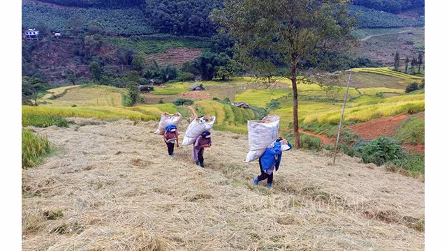 Les femmes de l'ethnie Hà Nhì montent la pente en portant chaque sac de riz jusqu'au site de rassemblement. Photo : baolaocai.vn Les femmes de l'ethnie Hà Nhì montent la pente en portant chaque sac de riz jusqu'au site de rassemblement. Photo : baolaocai.vn