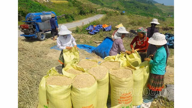 Des sacs pleins de riz apportent de la joie et une vie plus prospère aux minorités ethniques des communes montagneuses d’Y Ty et A Lu. Photo : baolaocai.vn Des sacs pleins de riz apportent de la joie et une vie plus prospère aux minorités ethniques des communes montagneuses d’Y Ty et A Lu. Photo : baolaocai.vn