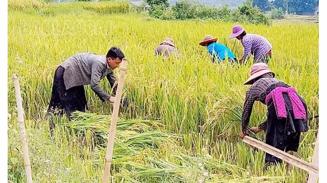 Profitant de la journée ensoleillée, les familles s'entraident pour récolter le riz, puis le faire sécher dans les champs. Photo : baolaocai.vn Profitant de la journée ensoleillée, les familles s'entraident pour récolter le riz, puis le faire sécher dans les champs. Photo : baolaocai.vn