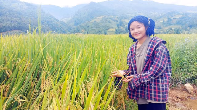 La joie d’une jeune fille de l'ethnie Hà Nhì dans la rizière de la famille. Photo : baolaocai.vn La joie d’une jeune fille de l'ethnie Hà Nhì dans la rizière de la famille. Photo : baolaocai.vn