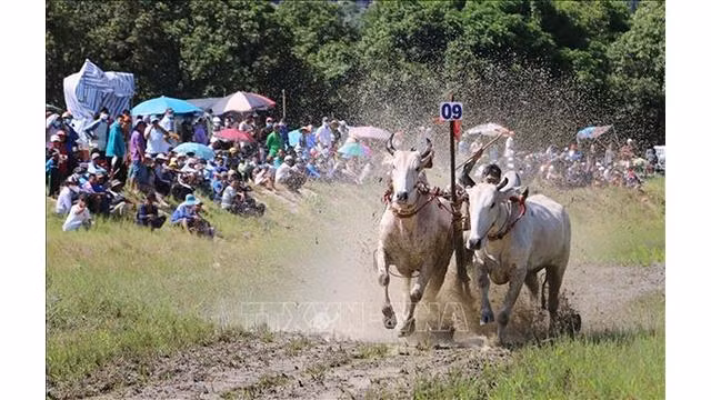 Le festival des courses de bœufs commémore les mérites des ancêtres des Khmers et souhaite bonheur et paix à leurs âmes.Photo : VNA. Le festival des courses de bœufs commémore les mérites des ancêtres des Khmers et souhaite bonheur et paix à leurs âmes.Photo : VNA.