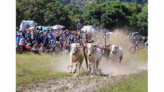 Des paires de bœufs se précipitent vers la ligne d'arrivée. Photo : VNA. Des paires de bœufs se précipitent vers la ligne d'arrivée. Photo : VNA.