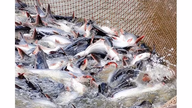 Les exportations de pangasius vers le marché britannique pourraient augmenter de 30 % en 2022. Photo: conthuong.vn