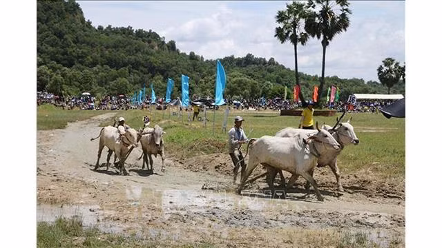 Les meneurs de bœufs (jockeys) montrent leur puissance et leurs compétences lors de la compétition. Photo : VNA. Les meneurs de bœufs (jockeys) montrent leur puissance et leurs compétences lors de la compétition. Photo : VNA.