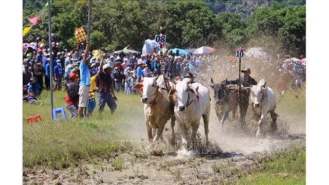 La fête a attiré la participation de 25 paires de bœufs venus des communes et des bourgs du district de Tri Tôn. Photo : VNA. La fête a attiré la participation de 25 paires de bœufs venus des communes et des bourgs du district de Tri Tôn. Photo : VNA.