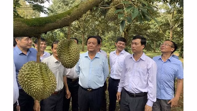 Le ministre Le Minh Hoan visite la zone de culture du durian dans le district de Krong Pak, province de Dak Lak. Photo : VOV.
