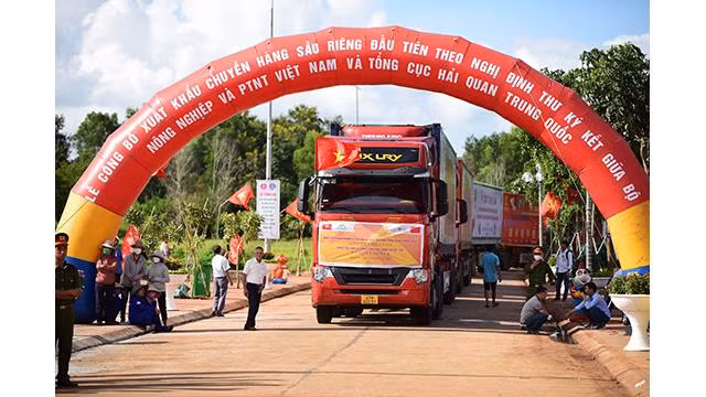 Le premier lot de durians vietnamien exporté vers la Chine. Photo : VNA.