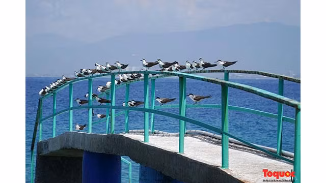 Bien qu’il y ait des milliers de salanganes qui se rassemblent, en raison de leur habitude de s'envoler pour chercher de la nourriture pendant la journée et de ne revenir que le soir, il est difficile pour les touristes de voir cet oiseau sur l'île. Photo : toquoc.vn Bien qu’il y ait des milliers de salanganes qui se rassemblent, en raison de leur habitude de s'envoler pour chercher de la nourriture pendant la journée et de ne revenir que le soir, il est difficile pour les touristes de voir cet oiseau sur l'île. Photo : toquoc.vn