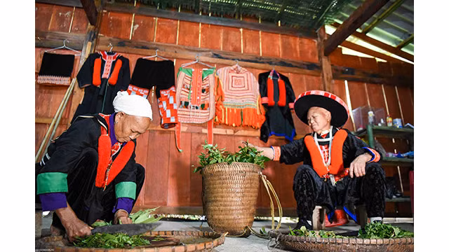 Chaque lignée familiale des Dao rouges possède des remèdes traditionnels. Photo : baoquocte.vn