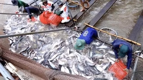 Les produits aquatiques du Vietnam sont appréciés sur près de 200 marchés du monde. Photo: VNA
