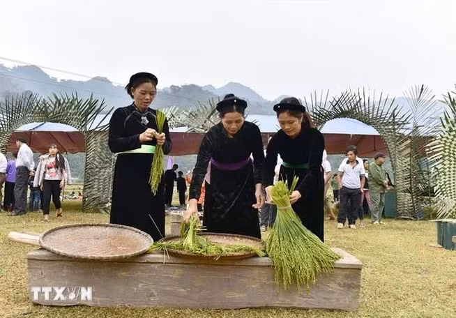 Les femmes Tày choisissent le jeune riz gluant pour fabriquer le côm. Photo: VNA