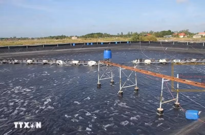 L’astaciculture de haute technologie dans la commune de Long Diên Dông (Dông Hai, Bac Liêu). Photo : VNA.