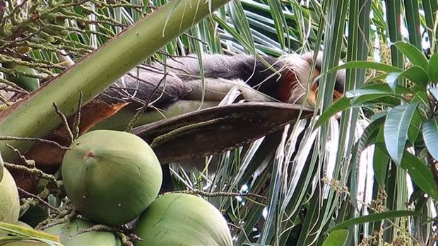 Un douc langur à pattes grises a été vu dans le village de Cam Tu, commune de Hoa Kien. Photo: VNA