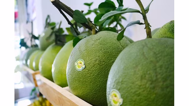 Le premier lot de pamplemousses à peau verte du Vietnam a été autorisé le 28 novembre dernier à s’exporter officiellement vers les États-Unis. Photo : baophapluat.vn Le premier lot de pamplemousses à peau verte du Vietnam a été autorisé le 28 novembre dernier à s’exporter officiellement vers les États-Unis. Photo : baophapluat.vn