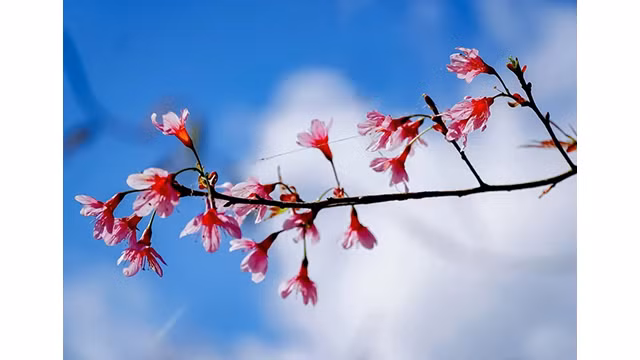 Des fleurs de prunus cerasoides est une espèce florale qui a de nombreuses significations dans la vie des H’Mông. Photo : thoidai.com.vn