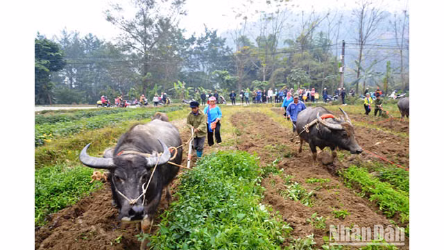 Le concours du bon labour dans la fête de descente aux champs de l’ethnie Giáy (commune de Quang Kim, province de Lào Cai). Photo: Quôc Hông/NDEL. Le concours du bon labour dans la fête de descente aux champs de l’ethnie Giáy (commune de Quang Kim, province de Lào Cai). Photo: Quôc Hông/NDEL.