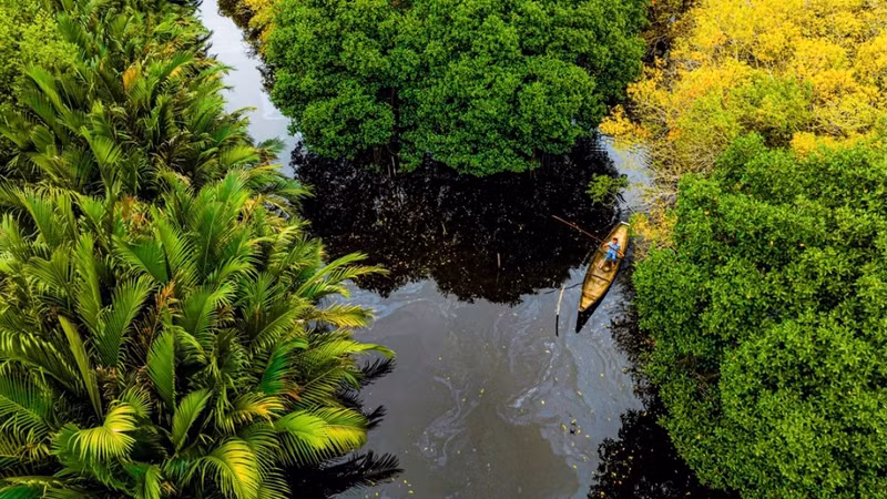 Rú Chá est le nom d'une mangrove primaire unique située dans le village de Thuân Hoa, province de Thua Thiên-Huê. Photo : VOV.