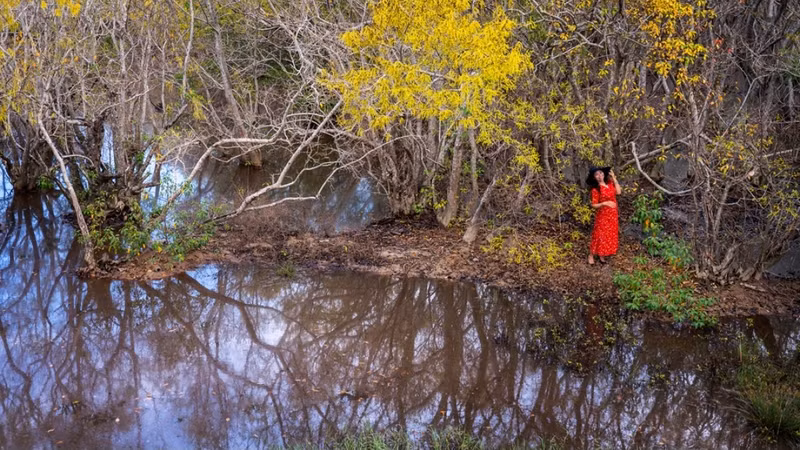 Les visiteurs prennent plaisir à capturer des images de l'automne doré, un spectacle rare. Photo : VOV.