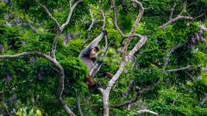 Le moment où un douc à pattes rouges casse une branche d'arbre de millettia ichthyochtona sèchée. Photo : nhandan.vn