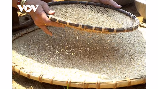 De délicieux grains de riz blanc sont créés pour la vie des gens. Photo : VOV.