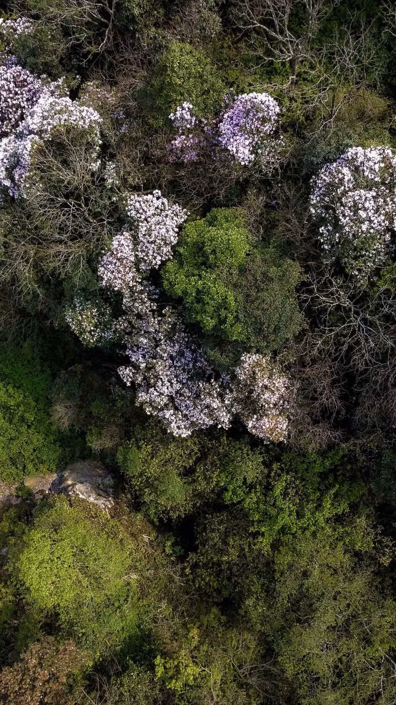 Les rhododendrons de Phia Oac sont dispersés en grappes enroulées, ressemblant à des plateaux de riz gluants roses rapprochées, faisant penser aux offrandes lors d'une cérémonie de mariage. Photo : VOV.