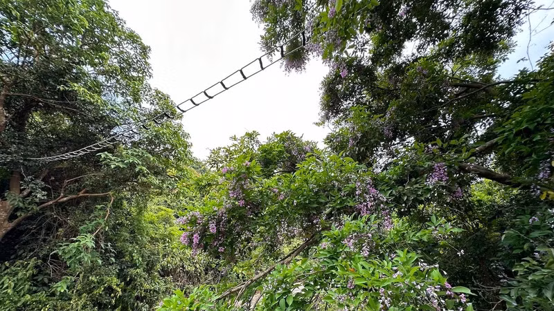 Depuis le pont de singes, le douc à pattes rouges se déplacera vers des forêts d’arbres de millettia ichthyochtona et en mangera des fleurs et des feuilles. Photo : nhandan.vn