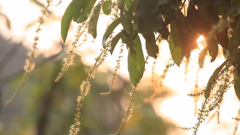 En fin d'après-midi, le soleil brille à travers les chapelets de fleurs de la péninsule de Son Trà. Photo : nhandan.vn