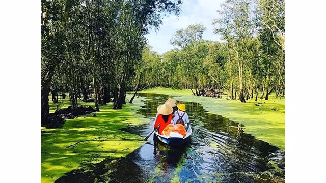 La forêt d'U Minh est une grande forêt célèbre au Vietnam. Photo : vtcnews.vn