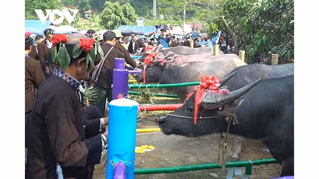 Le culte des âmes des buffles, rituel principal du festival Su Khon Khoài, est honoré par le groupe ethnique Lu comme thème principal du festival. Photo : VOV.