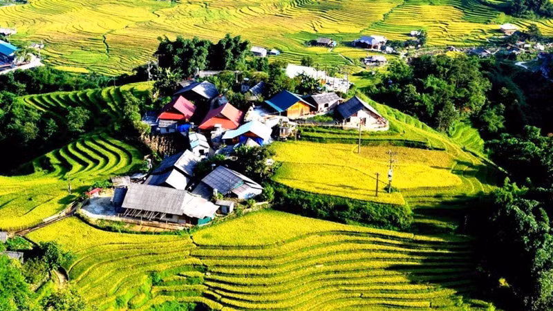 À cette époque, les rizières à flanc des collines commencent à mûrir. Photo: NDEL