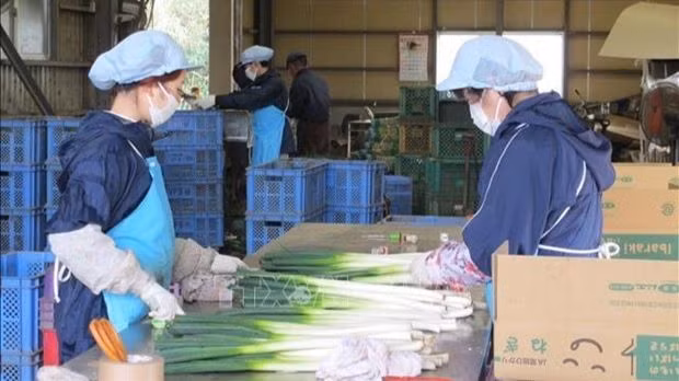 Les ressortissants vietnamiens représentent la plus grande proportion de la population de travailleurs étrangers au Japon. Photo: VNA